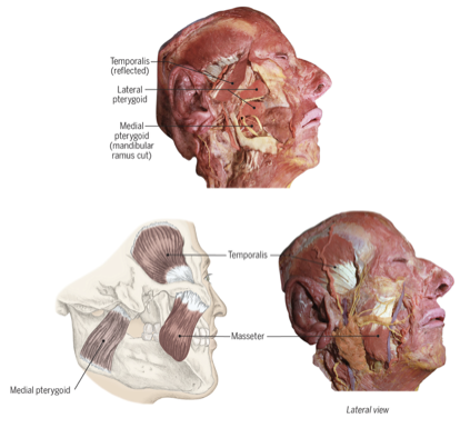 <p><strong>Elevates</strong> and <strong>protrudes</strong> mandible (e.g., chewing, speech)</p>