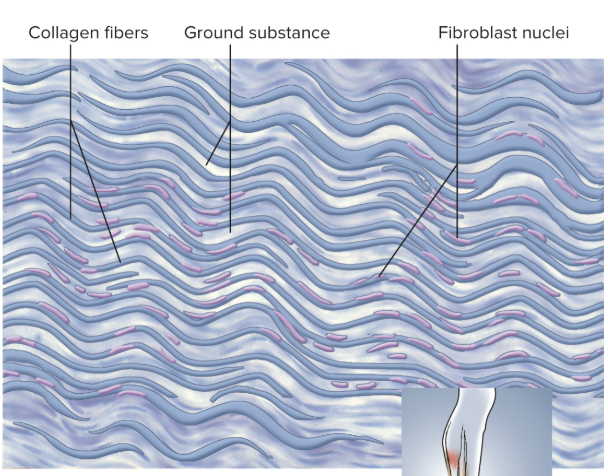 <p>Parallel collagen bundles providing high tensile strength in one direction</p>