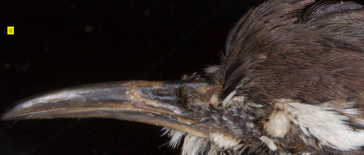 <p>Troglodytidae (wrens)</p>