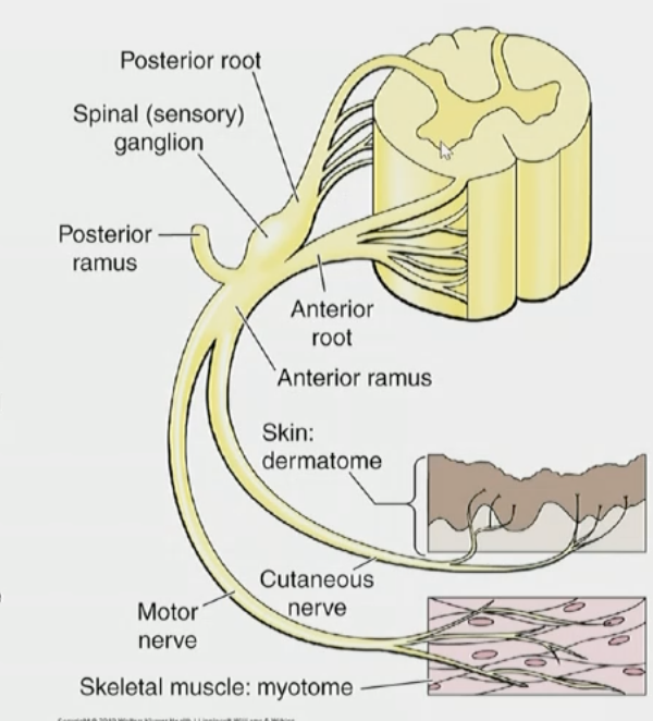 <p>Neuron Cell Body Locations for spinal nerve + cord</p>