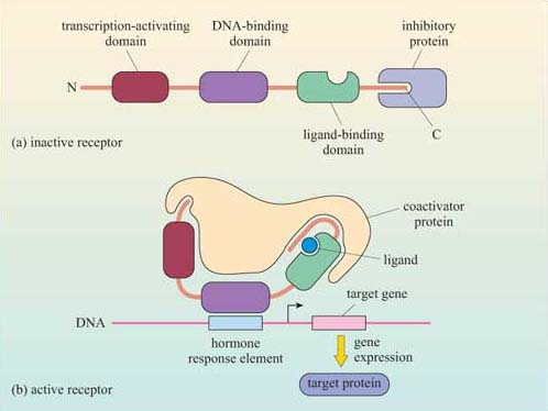 <p>3 domains:</p><ol><li><p>transactivation domain</p><ol><li><p>within this domain = AF1</p></li></ol></li><li><p>DNA binding domain</p><ol><li><p>localises to nucleus + docks onto DNA&nbsp;</p></li></ol></li><li><p>hormone binding domain</p><ol><li><p>within this domain = AF2</p></li></ol></li></ol><p>transcriptional activator areas- when hormone is at on receptor, always will have a basal level</p><p>AFs upregulate transcription/gene expression</p><p></p>