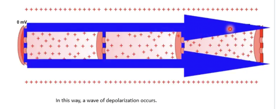 <p>A wave of depolarization occurs through diffusion</p>