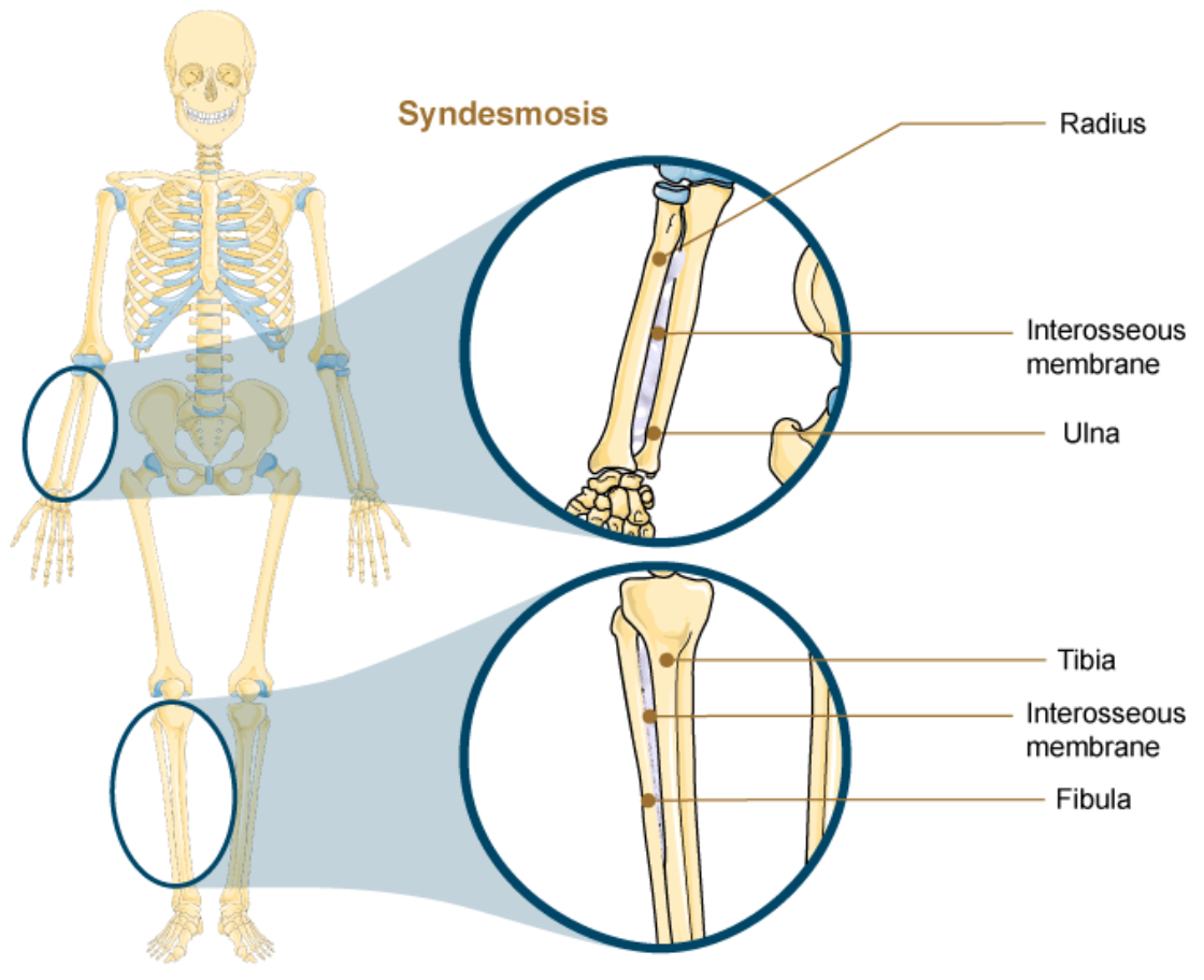<p>Syndesmosis </p>