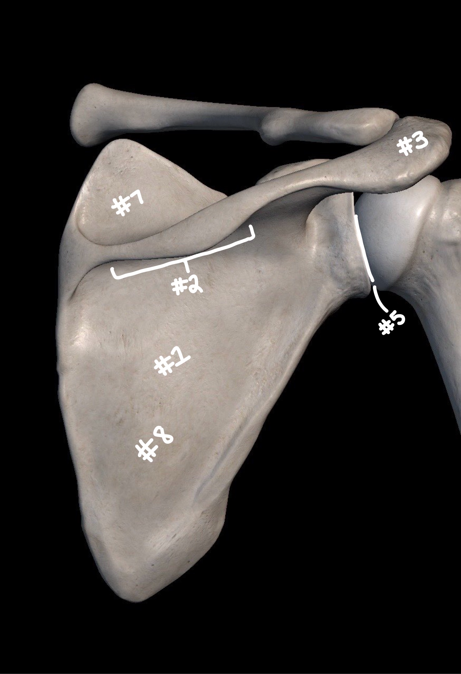 <p>what part of the bone is labeled #7</p>
