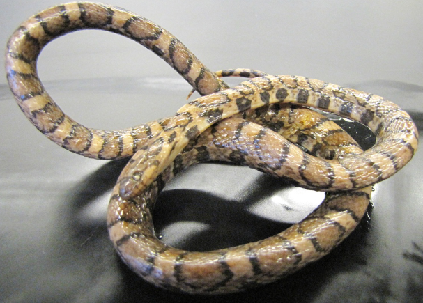 <p>Common name, Family, Scientific Name?</p>