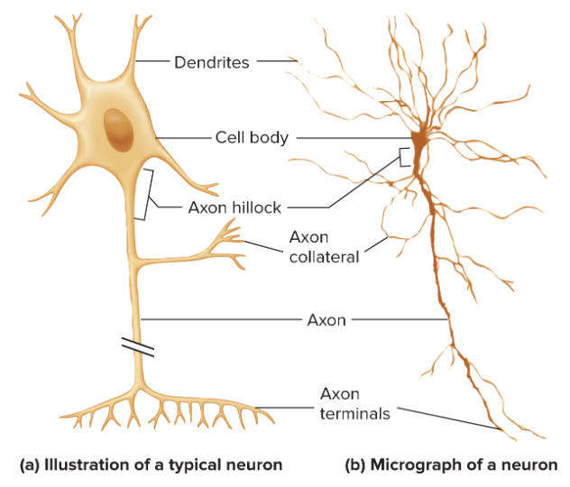 <ul><li><p><strong>dendrites</strong>: receives signals and conducts impulses toward cell body</p><ul><li><p><strong>dendritic spines:</strong> increases surface area of dendrites</p></li></ul></li><li><p><strong>cell body</strong>: contains nucleus</p></li><li><p><strong>axon hillock</strong>: beginning of axon</p></li><li><p><strong>axon</strong>: conduct nerve impulses to other neuron</p></li><li><p><strong>axon collateral</strong>: branches from axon</p></li><li><p><strong>axon terminal</strong>: releases neurotransmitter</p></li><li><p><strong>varicosity: </strong>bulges that store &amp; release neurotransmitters</p></li></ul><p></p>