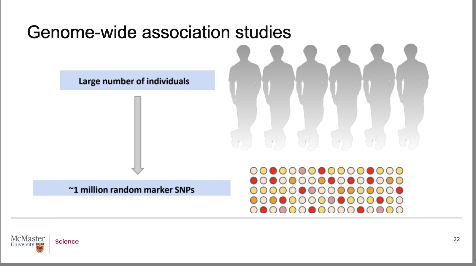 <p><strong>Back:</strong></p><ul><li><p><strong>Pedigree analysis</strong> is limited to <strong>a few hundred or thousand related individuals</strong>, restricting statistical power and genetic diversity.</p></li><li><p>With <strong>human SNP‑linkage maps</strong> and fast, inexpensive SNP genotyping, researchers can now analyze <strong>tens to hundreds of thousands of unrelated individuals</strong>.</p></li><li><p>A <strong>Genome‑Wide Association Study (GWAS)</strong> examines SNPs across the <strong>entire genome</strong> to find associations between <strong>specific SNP alleles</strong> and <strong>phenotypes</strong>.</p></li><li><p>Studying large, unrelated populations improves the ability to detect <strong>small genetic effects</strong> and increases mapping accuracy.</p></li><li><p>GWAS allows researchers to identify the <strong>genomic locations of genes</strong> influencing traits without requiring family ancestry data</p></li></ul><p>Pedigree analysis limits our studies to a few hundred</p><p>or perhaps a thousand individuals that are related</p><p>through ancestry. With the advent of human SNP-</p><p>linkage maps and the technology to quickly and</p><p>cheaply identify SNPs, researchers are able to look at</p><p>tens of thousands or hundreds of thousands of</p><p>unrelated individuals in a population in order to map</p><p>the location of genes.</p>