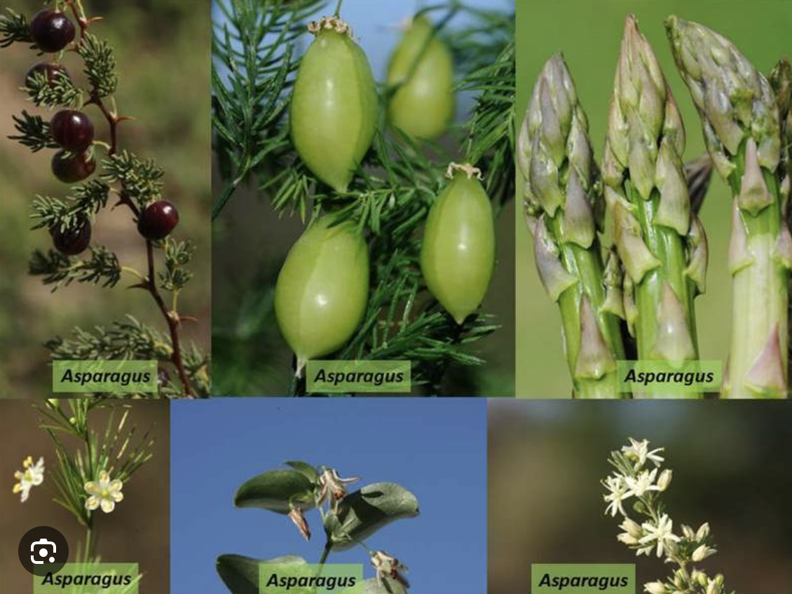 <ul><li><p>Photosynthetic cladodes</p></li></ul><p></p>