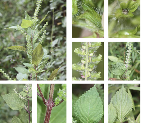 <p>very small pink flowers</p><p>open inflorescence</p><p>opposite leaves</p><p>square stem</p><p>flower and leaves smell different</p><p>pinnate venation</p>