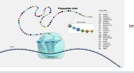 <p>The light blue. Ribosome = a small cellular structure that acts as the site of protein synthesis. It is where the cell builds proteins by linking amino acids together according to the instructions carried by mRNA. They: read mRNA, match it with tRNA carrying amino acids, form peptide bonds BETWEEN amino acids, and produce a polypeptide chain (protein). </p>