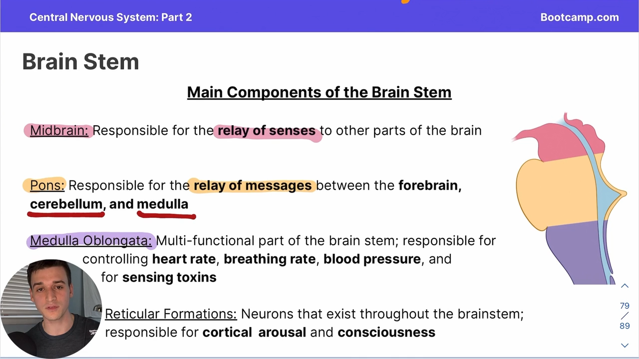 <p>Responsible for the relay of messages between the forebrain, cerebellum, and medulla</p>