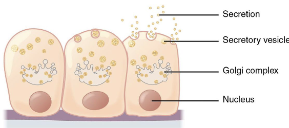 <p>Part – release by exocytosis (sweat & salivary glands)</p><ul><li><p>Saliva and watery sweat (mere water)</p></li></ul><p></p>