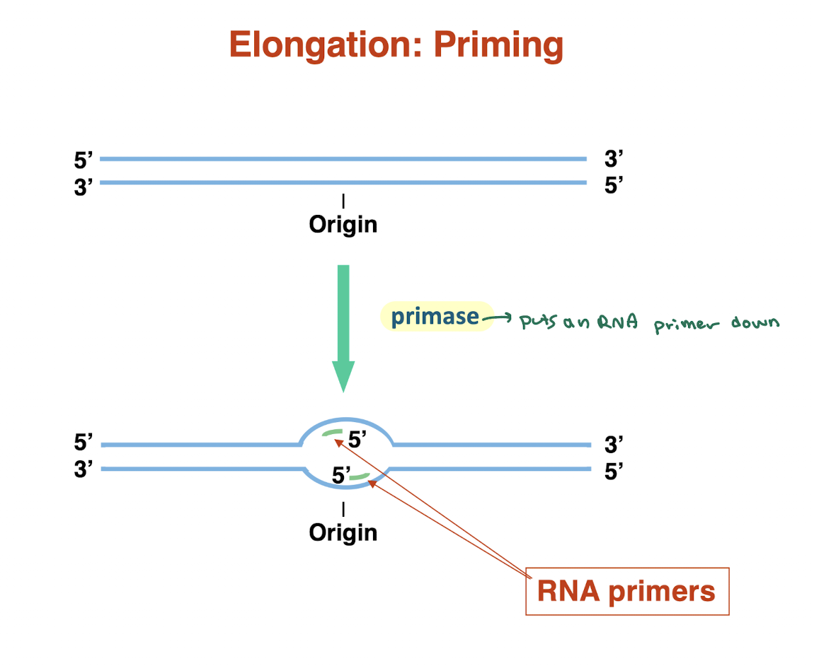 <ul><li><p><strong>Primase</strong> synthesizes short <strong>RNA primers</strong> at the origin</p></li><li><p>Provides a free <strong>3′-OH group</strong> for DNA polymerase to start synthesis</p></li><li><p>DNA polymerase <strong>cannot start de novo</strong> → must extend from a primer</p></li><li><p>Primers are laid down on <strong>both strands</strong> as replication begins</p></li></ul><p></p>