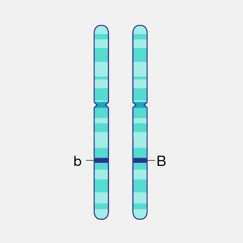 <p>Allele</p>