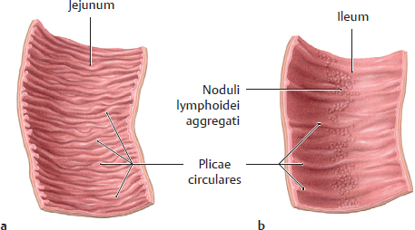 <p>plicae circulares</p>