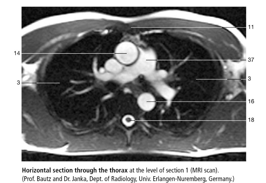 <p>16</p>