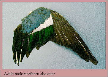 <p>male northern shoveler </p>