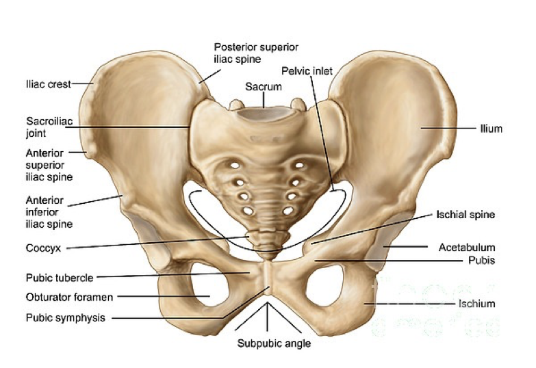<p>Pelvic trauma</p>