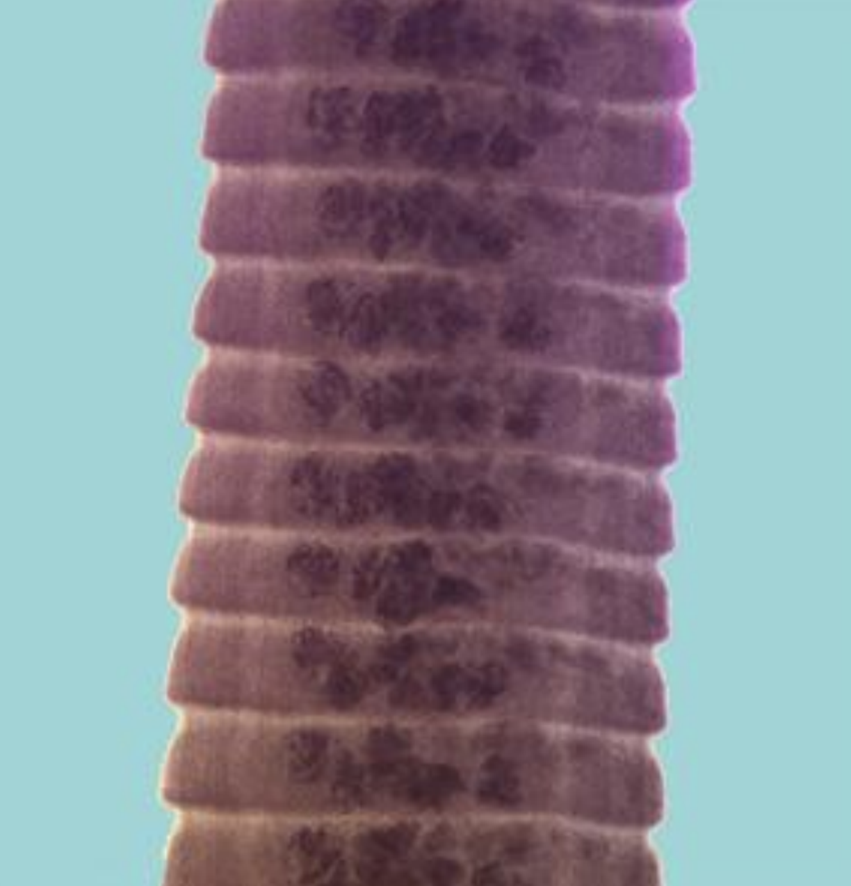 <p>what is the defining characteristic of this species shown in the image? </p>