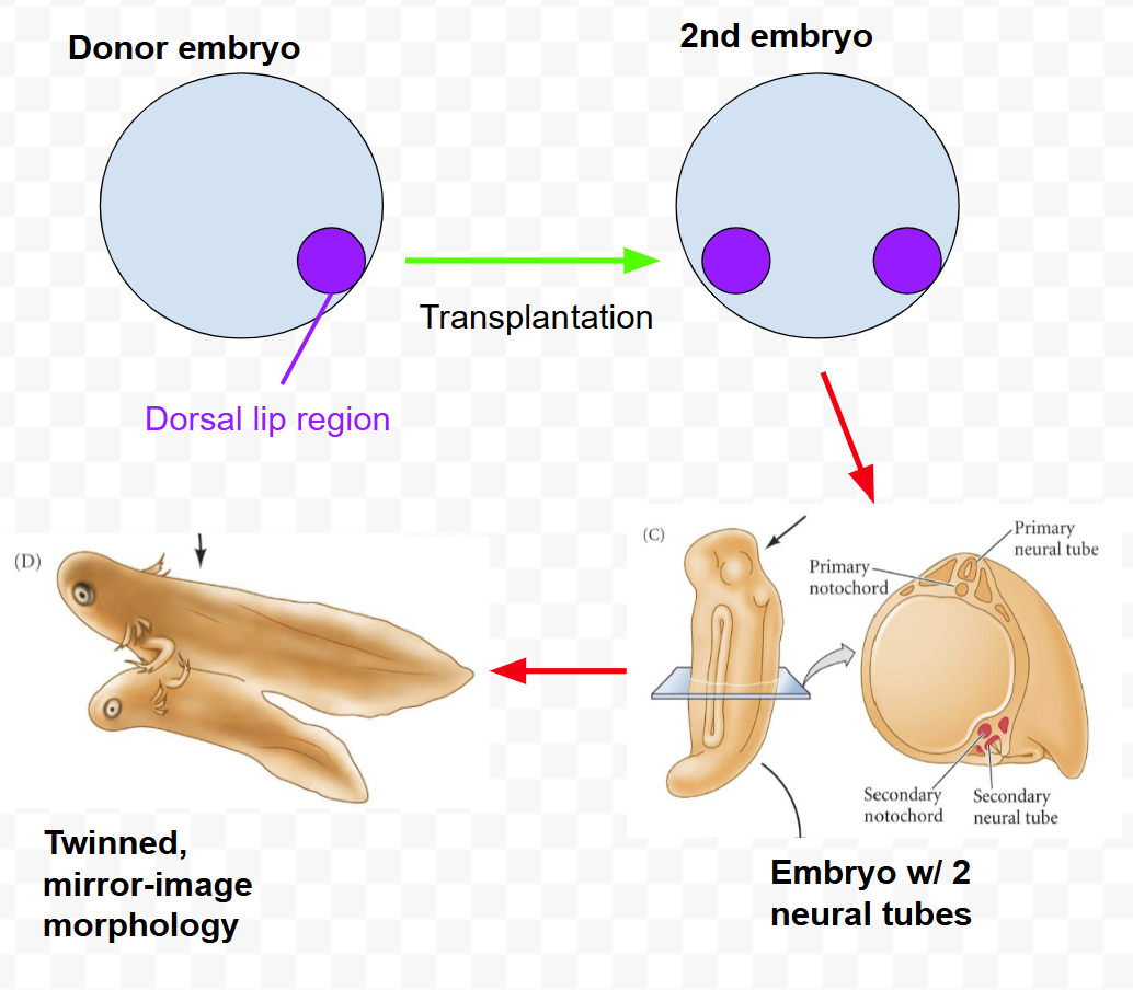 <p>-Spemann and Mangold: Nobel in medicine</p><p>-Dorsal lip is termed <strong>organizer</strong></p><p>-Transplanted <strong>dorsal lip region</strong> of pigmented embryo to ventral region of unpigmented embryo, resulted in </p><p><strong>(1) induction of neural tissue</strong></p><p><strong>(2) organization of a new axis</strong></p><p><u>-Only a tiny bit of dorsal lip region can result in a complete nervous system and basically a complete secondary embryo!!</u></p>