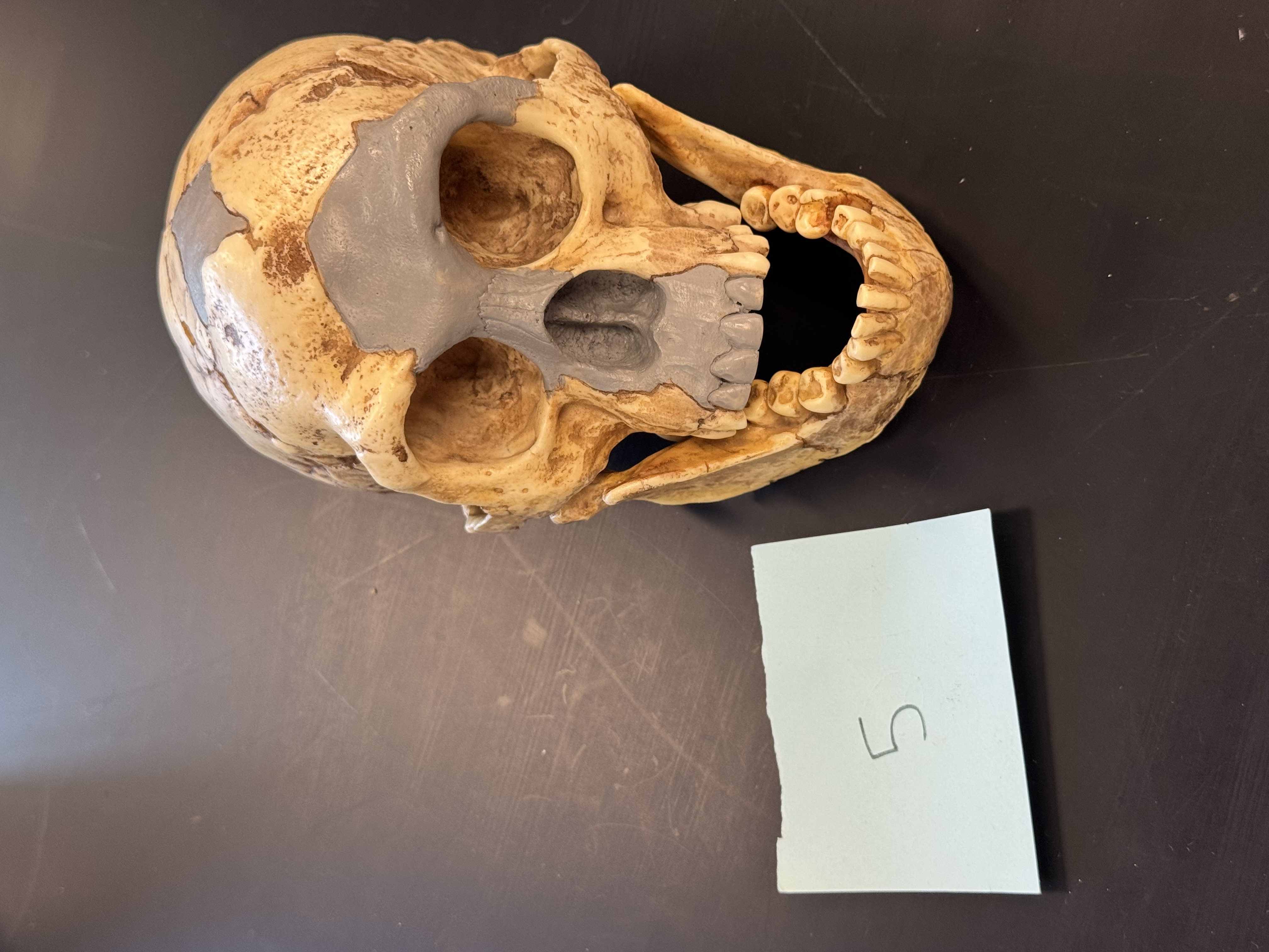 knowt flashcard image