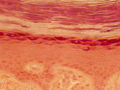 <p>identify the tissue</p>