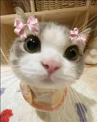 <ul><li><p>sheep</p></li><li><p>goat</p></li><li><p>deer</p></li><li><p>horse</p></li><li><p>cat</p></li><li><p>wild pig</p></li><li><p>hamster</p></li><li><p>rabbit</p></li></ul><p></p>