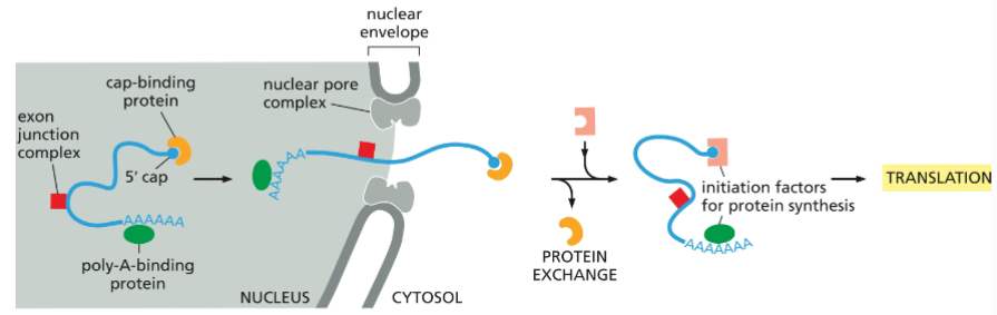 <p>Only mature mRNA is exported - no introns, broken strands or incorrectly spliced variants. These are distinguished by the binding of SSspecific proteins associated with each step of RNA processing:</p><p>• polyA-binding proteins</p><p>• Cap-binding complex</p><p>• Nuclear transport receptor</p>