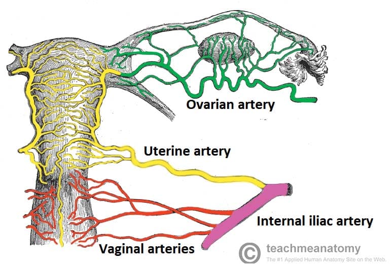 <ol><li><p><span>The uterine artery arises from the anterior division of the internal iliac artery </span></p></li><li><p><span>It runs medially in the base of the broad ligament, crosses above/superior to the ureter near the cervix ("water under the bridge"), and ascends along the lateral uterine wall</span></p></li></ol><p></p>