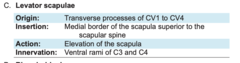 <p>levatus = to raise</p><p>scapulae = shoulders, shoulder blades</p><p>*do not need to know this latin term*</p>