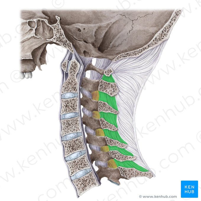 <p><strong>Spinous process</strong> of each vertebra</p>