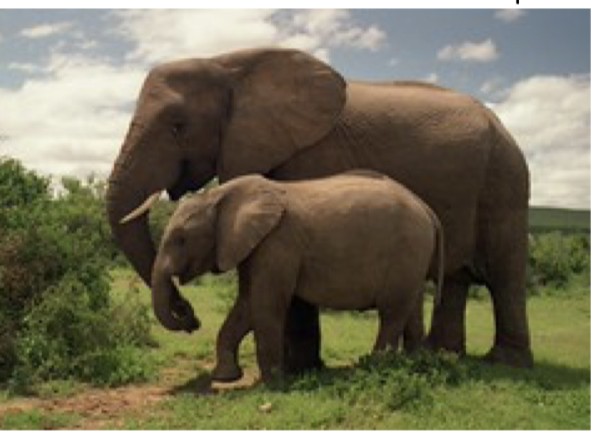 <p>Species that produce a few, often fairly large offspring but invest a great deal of time and energy to ensure that most of those offspring reach reproductive age.</p>
