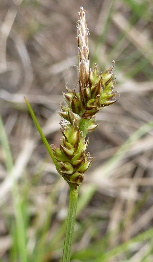 <p>Yellow/green, looks like someone sat on it, stem rough only on the last bit</p>