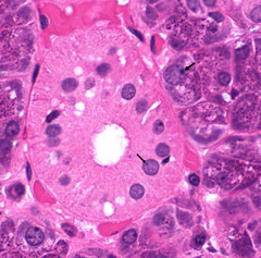 <p>What feature of the cells are indicated by the arrow?</p>