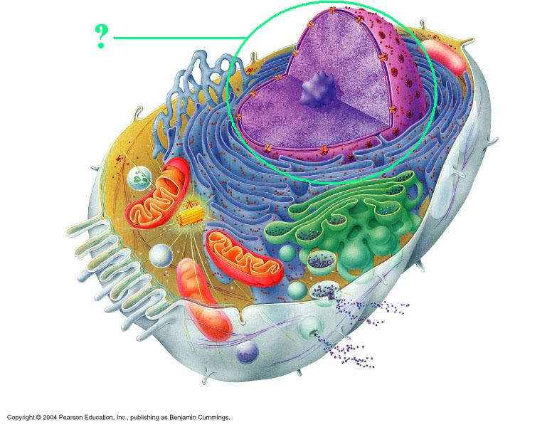 <p>Identify the indicated cellular organelle</p>