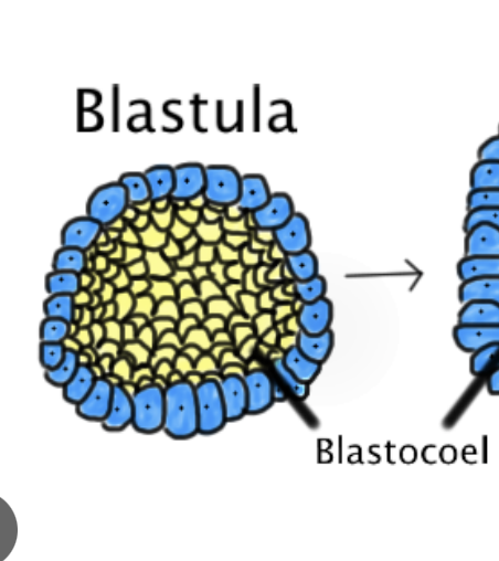 <p>open space that forms within blastula </p>