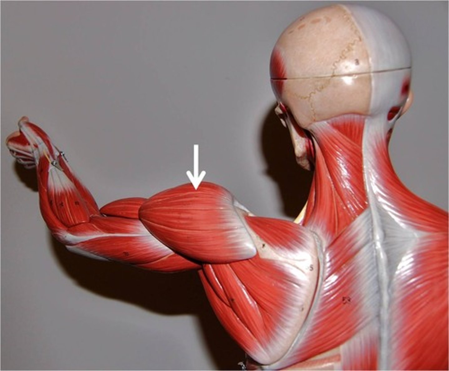 <p>Action - abduct, flex, extend and rotate the arm.</p><p>Origins - acromial end of clavicle, acromion of scapula, spine of scapula</p><p>Insertion - deltoid tuberosity of humerus</p>