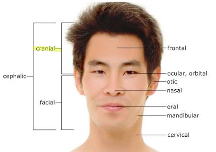 <p>upper part of head/skull that holds brain</p>