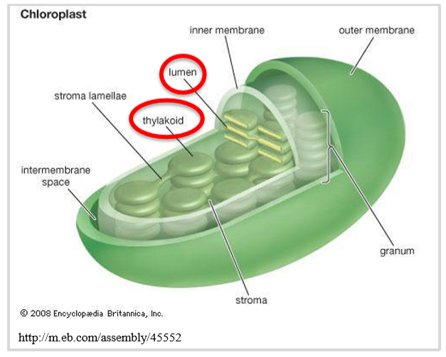 <ul><li><p>outer membrane → permeable</p></li><li><p>inner membrane → impermeable: requires transport proteins</p></li><li><p>stroma: surrounded by inner membrane</p></li><li><p>contains chloroplast DNA, ribosomes, RNA, enzymes</p></li><li><p>contains thylakoids stacked into grana → photosynthesis </p></li></ul><p></p>