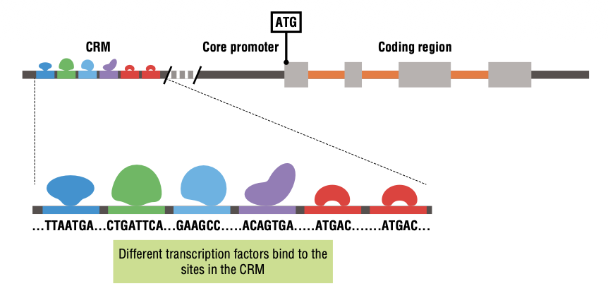 <p>cis-Regulatory Module. AKA a regulatory region for specificity of transcription, generally upstream of the coding region/core promoter.</p><p><strong>Regulates where, when a gene is transcribed, and how strongly it is expressed.</strong></p><p>Contains sequence-specific binding sites for transcription factors</p>