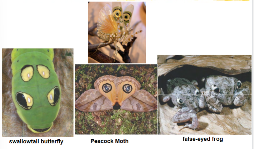 <p>a type of Batesian mimicry?</p><p>e.g. swallowtail butterfly and its caterpillar, peacock moth, false-eyed frog</p>