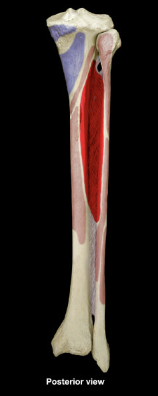 <p>posterior shaft of tibia</p><p>posterior shaft of fibula</p><p>interosseous membrane</p>