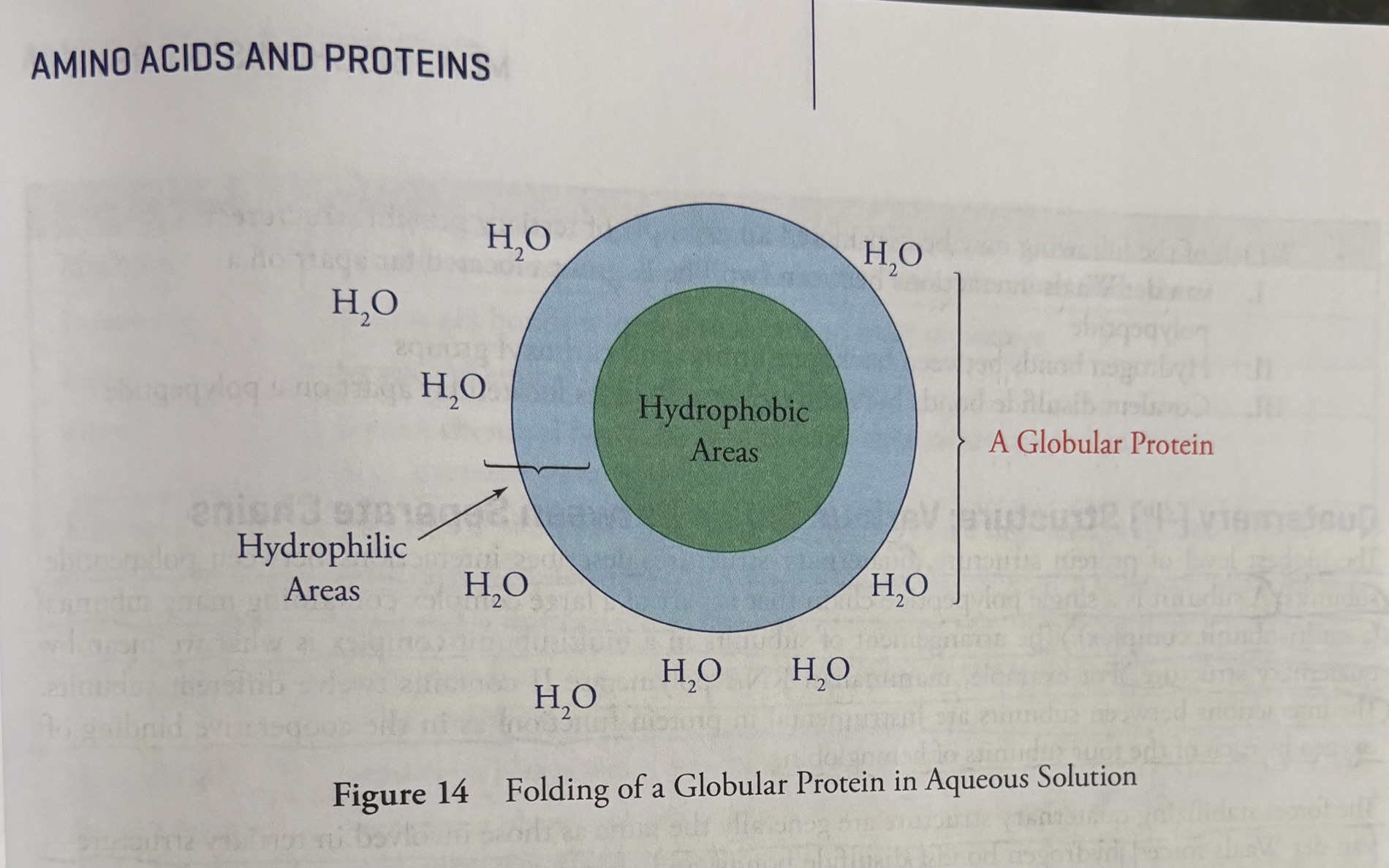 <p><u>Tertiary (3<sup>o</sup>) Structure: Hydrophobic/Hydrophilic Interactions</u></p><p>The next level of protein folding: tertiary structure</p><p>-interactions between amino acid residues located more distant from each other in the polypeptide chain. These interactions include <strong>van der Waals forces between <u>non-polar side chains</u></strong>, <strong>hydrogen bonds between polar side chains</strong>, <strong>disulfide bonds</strong> between <strong>cysteine residues</strong>, and <strong>electrostatic interactions </strong>between <strong>acidic and basic side chains</strong>.</p><p>Van der Waals forces are weak electric attractions between neutral atoms or molecules, driven by London dispersion forces, dipole-dipole interactions, and temporary charge shifts.</p><p><strong>Hydrophobic effect: </strong>The folding of secondary structures into tertiary structures is driven by interactions of R-groups with each other and with the solvent (water). <strong>Hydrophobic R-groups tend to fold into the interior of the protein, away from from the solvent, and hydrophilic R-groups tend to be exposed to water on the surface of the protein (shown for globular protein). </strong></p><p>Under the <strong>right conditions</strong>, the forces driving hydrophobic avoidance of water and hydrogen bonding will fold a polypeptide spontaneously into the correct conformation, the lowest energy conformation. </p>