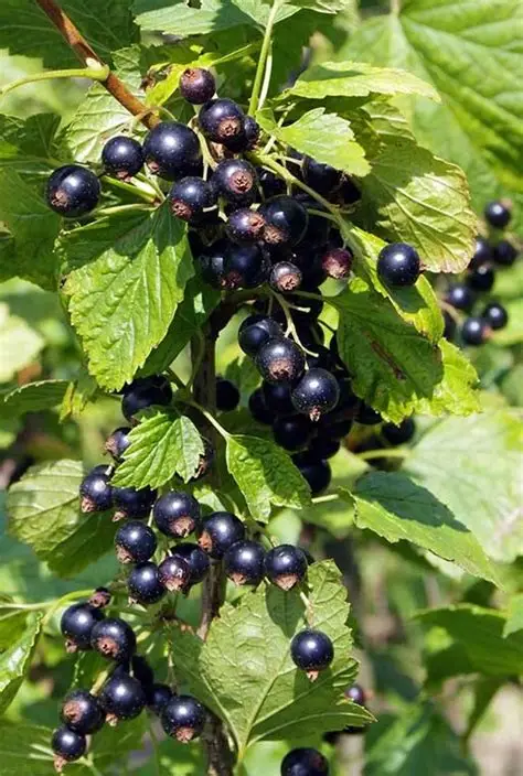 <p>Ribes americanum, American Black Currant, Grossulariaceae</p>