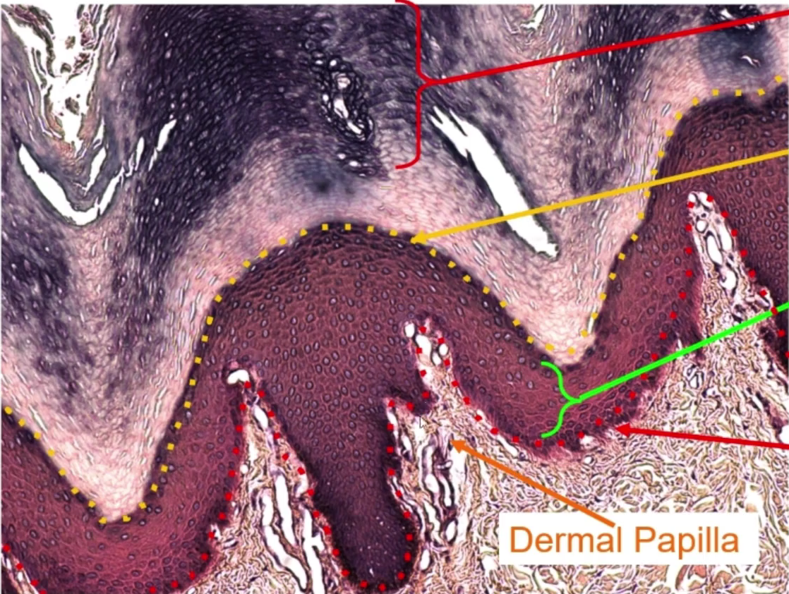 <p>Layers of Epidermis (lower red arrow)</p>