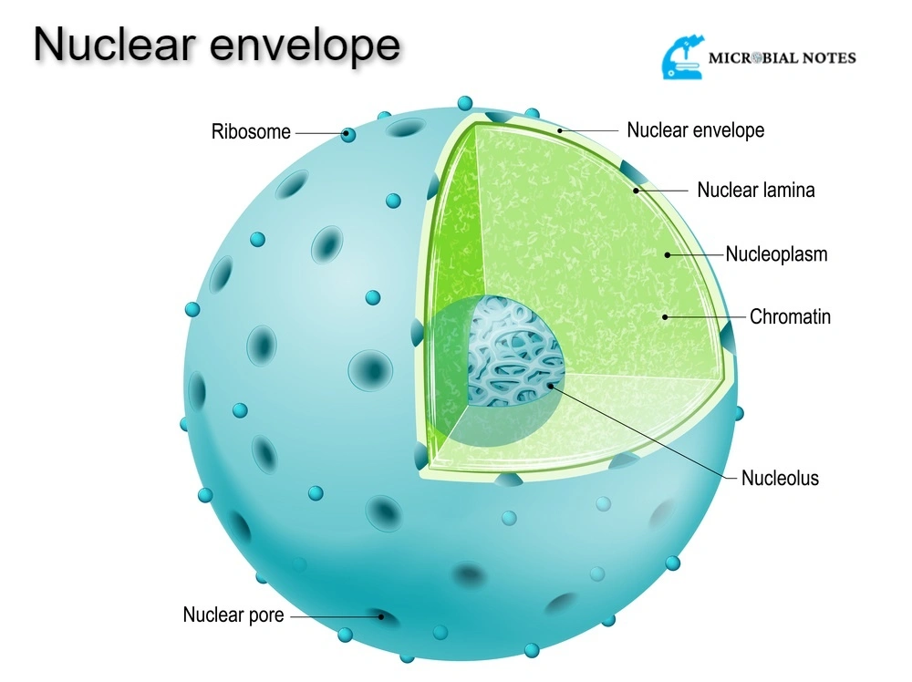 <p>Nuclear envelope (membrane)</p>