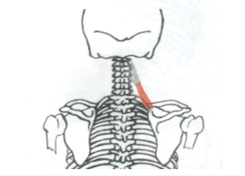 <p>Elevador de la escapula</p>