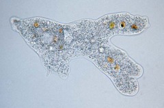 <p>Genus?</p>