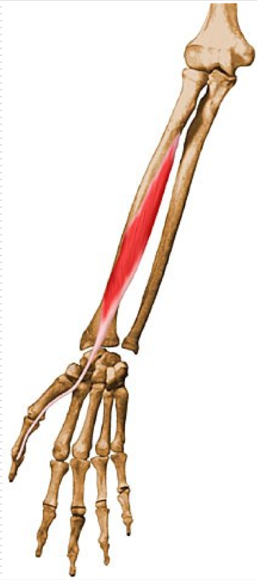 <p>Flexion of thumb</p><p>O - Anterior Medial surface of radius </p><p>I - Palmar aspect of distal phalanx of thumb</p>