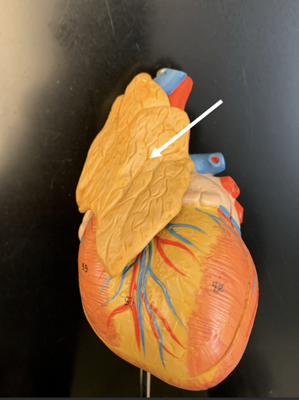 <p>identify gland</p>